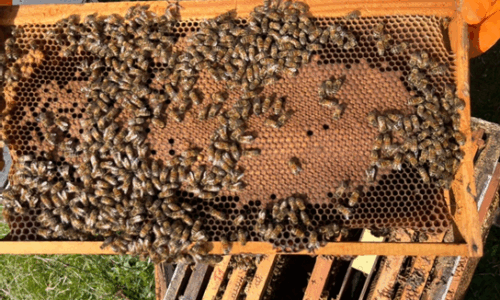 Pautas del Manejo Integrado del Colmenar durante la inspección a la Salida de la Invernada y durante la Primera Revisación Primaveral