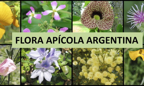 Flora apícola argentina. Parte XII