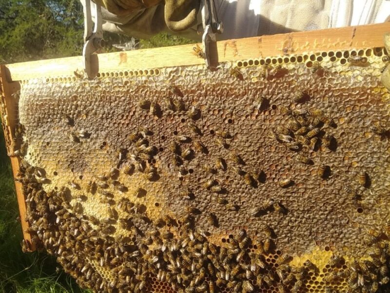 Panal natural sin cera estampada en colmena standart mejorada