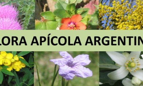 Flora apícola argentina. Parte XIII