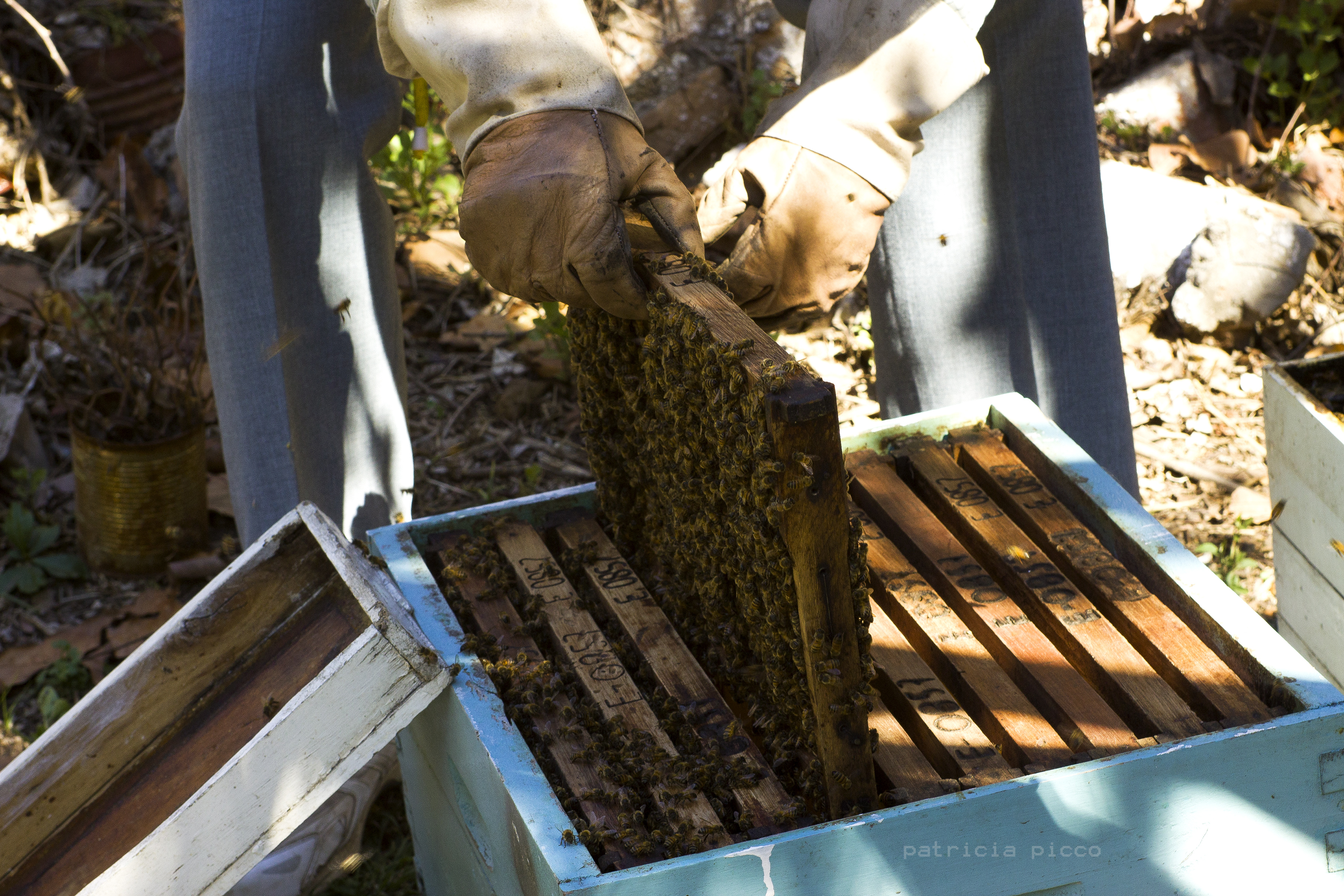 Abejas siguiendo a la reina
