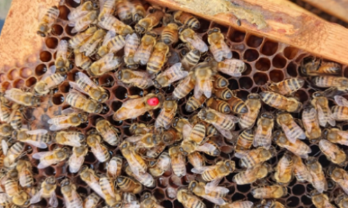 Manejo Integrado del colmenar durante la baja temporada. Revisación otoñal