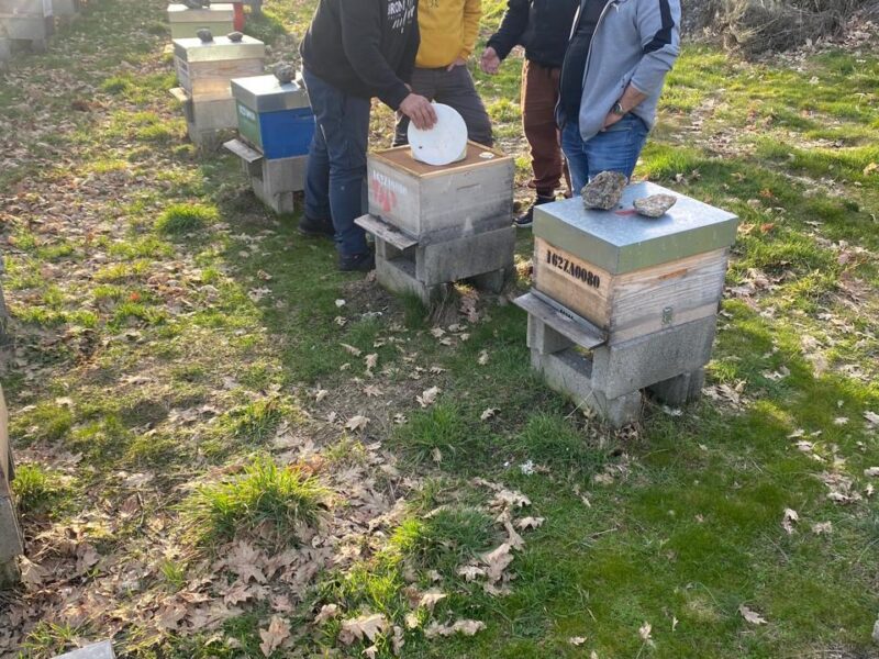 Visita a los apiarios Visita a los apiarios