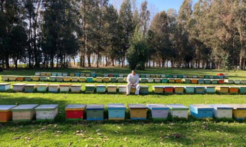 PTI Maule Apícola: Un año impulsando la transformación y sostenibilidad del rubro en la región