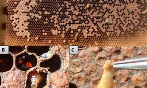 Los virus que afectan a las Abejas. 2da parte.