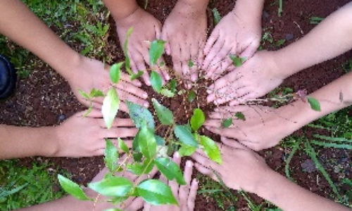 Meliponarios Educativos