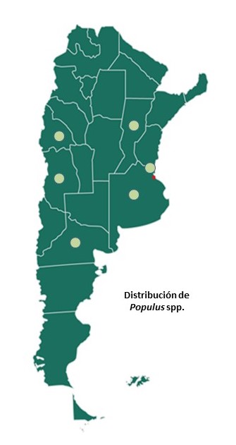 Fig. 8. Distribucion de Populus implantados