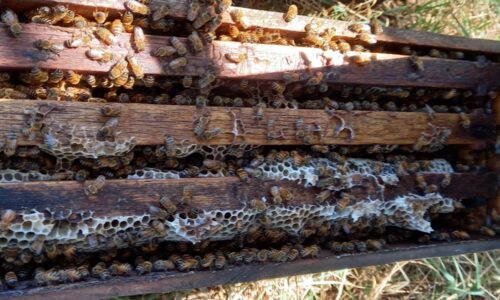 Pensando la Apicultura por Apicultores: Próxima temporada de núcleos
