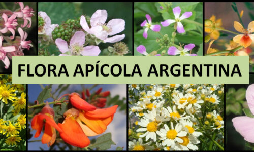 Flora apícola argentina. Parte XIV